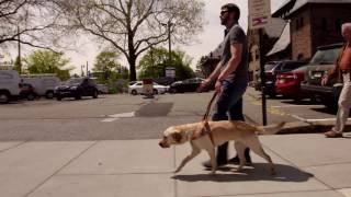 Guide Dog at Work Video [upl. by Tsui801]