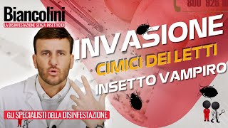 🔴🪲​Cimici dei letti linsetto vampiro che sta infestando lItalia🔴🪲​ [upl. by Janaye]