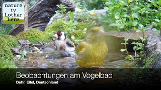 Beobachtungen am Vogelbad Dohr Eifel Deutschland [upl. by Bluefield389]