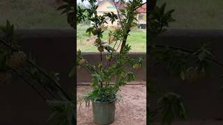 New technique for growing custard apple plant custard custerdapple farming viral shorts [upl. by Ziul]