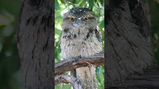 Tawny Frogmouth Podargus strigoides  Observed in Description [upl. by Harhay]