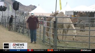 Ostrich and camel races bring fun to Virginia City [upl. by Hazelton]