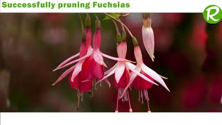 Successfully pruning Fuchsias [upl. by Acinom]