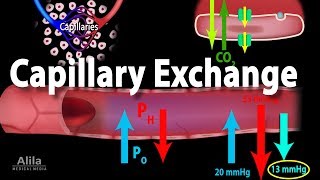 Capillary Exchange and Edema Animation [upl. by Merritt539]