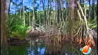 La Laguna de Gandoca es un paraíso natural de nuestro país que pocos conocen [upl. by Bendick575]