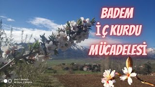 BADEM İÇ KURDU İLACI  İLAÇLAMALAR BAŞLIYOR 29 [upl. by Leirbag]