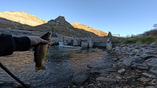 Provo River Chubs and Browns [upl. by Otsugua94]