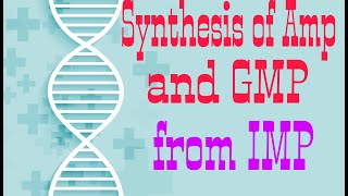 Synthesis of AMP and GMP from IMP  Synthesis of ADPATP and GDPGTP  Lecture 2 [upl. by Briny]