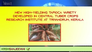 STRIKING NEWS  NEW HIGH YIELDING TAPIOCA VARIETY DEVELOPED IN CTCRI AT TRIVANDRUM KERALA [upl. by Ilamad562]