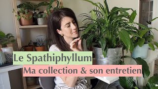 Le Spathiphyllum  ma collection  entretien [upl. by Von]