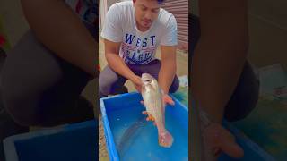 Swim bladder failure 😱 shortsvideo shortsviral shorts swimbladder [upl. by Atikaj]