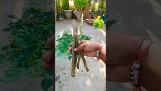 Moringa plant cutting  Drumsticks propagation Sehjan shorts youtubeshorts [upl. by Woodall172]