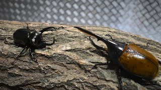 アトラスオオカブトvsヘラクレスリッキー Chalcosoma atlas vs Dynastes hercules lichyi [upl. by Norm]