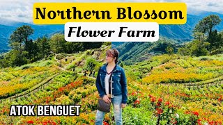 BREATHTAKING VIEW OF ATOK BENGUET  NORTHERN BLOSSOM FARM FLOWER travel philippines [upl. by Gottfried]