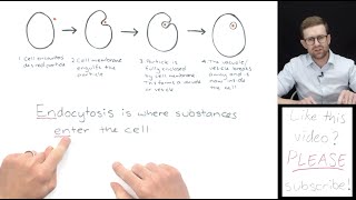 What is Endocytosis [upl. by Anaigroeg672]