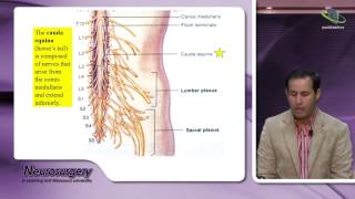 Neurosurgery Lecture1  Introduction [upl. by Afihtan]