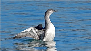 Gavia stellata RED THROATED LOON preens flaps dives 9086652 [upl. by Atiruam]