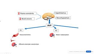 Vassopressin and desmopressin Hormones of posterior pituitary gland [upl. by Yrag568]