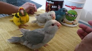 Different Methods To Hand Feed A Baby Bird  Kakariki Parakeet [upl. by Agnimod]