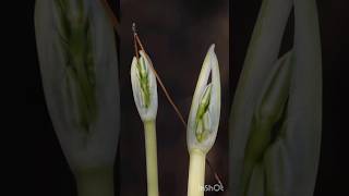 ניצני פריחת בתחבצלת קטנתפרחים 🎗 Vagaria parviflora [upl. by Einnoj317]