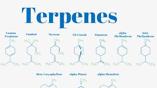 Terpenes And Isoprene Units Explained [upl. by Idette313]