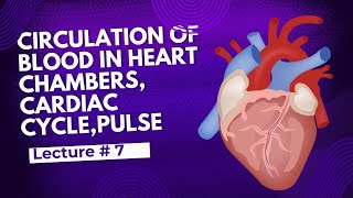 circulation of blood in heart chambers class 9 cardiac cycle class 11 biology  pulse rate [upl. by Mukul459]