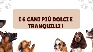 Le 6 Razze di Cani Più Tranquille [upl. by Rodama173]