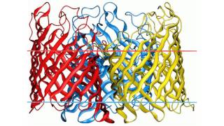 General bacterial porin family [upl. by Nalrah]