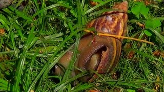 Large Land Snail  Giant African Land Snail [upl. by Latoye581]