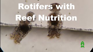 Reef A Palooza New York 2021  Rotifers with Reef Nutrition [upl. by Jaenicke131]