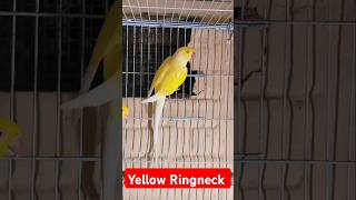 Yellow Ringneck Parrot Pair yellow ringneckparrot shorts trending sarfaraztaimoor [upl. by Yahs405]