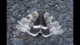 White Underwing Moth  Catocala relicta [upl. by Derfliw880]