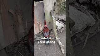 Roaster brothers Sabong highlights shortvideo viralvideo arlenelangga3511 [upl. by Stormie]