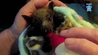 Baby flyingfox day 3 in care this is DeFreeze [upl. by Norag]