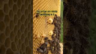 Honey Bee  Queen Cells and Royal Jelly [upl. by Folger780]