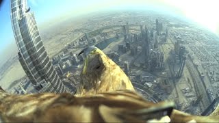 Dubai World Record Eagle Flight [upl. by Elberta318]