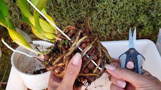 Repotting Cattleya Lobata amp Dimorphorchis Lowii  Repotting Orchid Care Tips ninjaorchids [upl. by Alliuqaj]