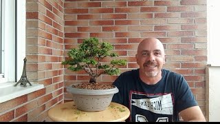 Cómo hacer un BONSAI de Chamaecyparis Obtusa Nana [upl. by Sula]