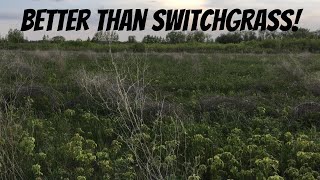 FROM BARE DIRT TO DEER BEDDING Can anything beat switchgrass Absolutely [upl. by Dolloff]