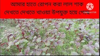 আমার হাতে রোপন করা লালশাক l Helal krishi [upl. by Paucker]