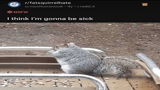 BASED MEMES OF FAT SQUIRREL [upl. by Ephraim]