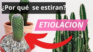 ¿Por qué se estiran los cactus y suculentas  ETIOLACIÓN [upl. by Eneleoj]