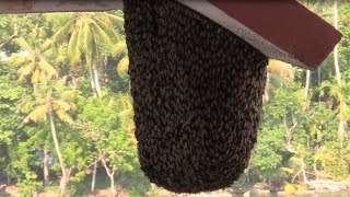 The Giant Bee of India  Giant or Rocky Honeybee Apis dorsata F [upl. by Amund]