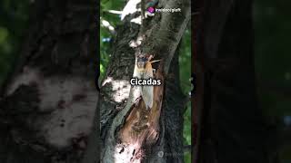 How Cicadas Use Sound to Attract Mates [upl. by Phylys]