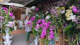 Bongkar rahasia anggrek bulan dan anggrek Vanda supaya rajin berbunga [upl. by Heyde]