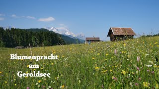 Blumenpracht am Geroldsee [upl. by Shaum]