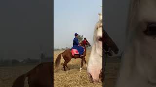 horse horselover punjabi horseriding song punjabisong shrots viralvideo [upl. by Dorr230]