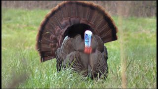 NC Turkey Hunting  This Gobbler Put On A Show  North Carolina Gobbler Action  NC Hunting [upl. by Luar266]