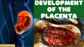 How the Placenta Develops and Functions During Labor and Delivery  Embryology Explained [upl. by Chyou]