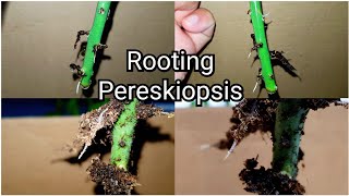 Pereskiopsis  Rooting 3 Days [upl. by Gwen]